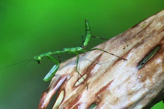 explore-and-learn-on-a-tour-of-the-magic-monteverde-cloud-forest