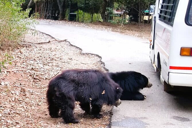 Explore Bangalores Wild Side  A Memorable Bannerghatta Safari! - Key Points