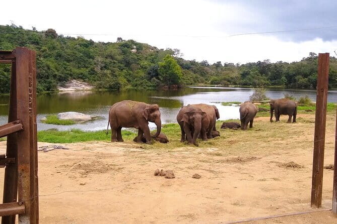 Explore Bangalores Wild Side  A Memorable Bannerghatta Safari! - Deep Dive into the Experience