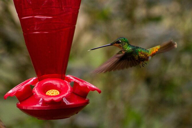explore-biodiversity-in-the-chicaque-cloud-forest-nature-reserve