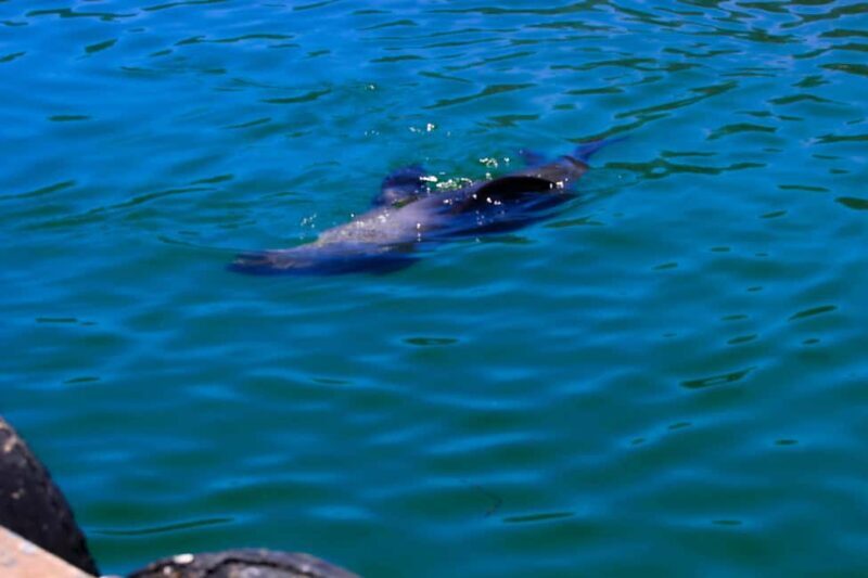 Explore Cape of Good Hope and Boulders Beach: Private Tour - FAQ  