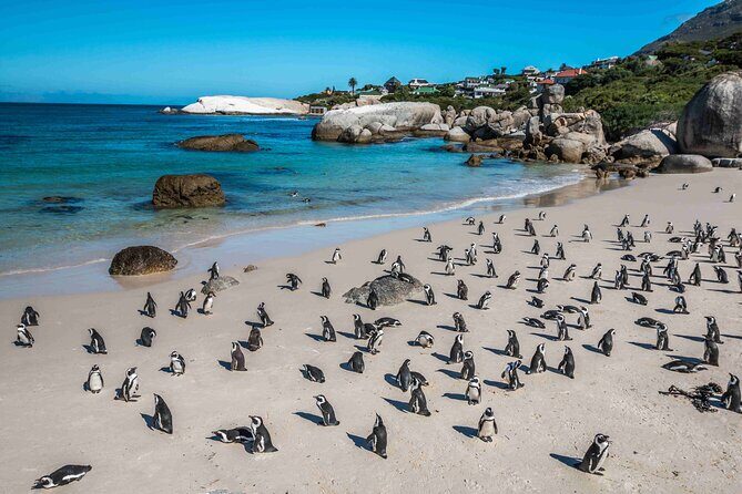 Explore Cape of Good Hope and Boulders Beach Private Tour - FAQ