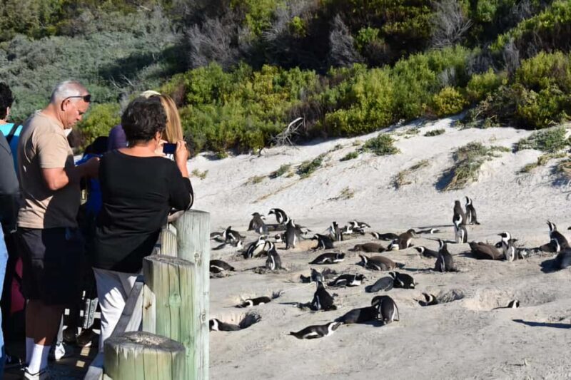Explore: Cape of Good Hope and Penguins Full-Day Tour - Final Thoughts: Is This Tour Right for You?