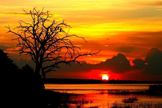 Explore Chobe National Park With a Day Trip from Victoria Falls - What Travelers Say: Insights from Real Experiences