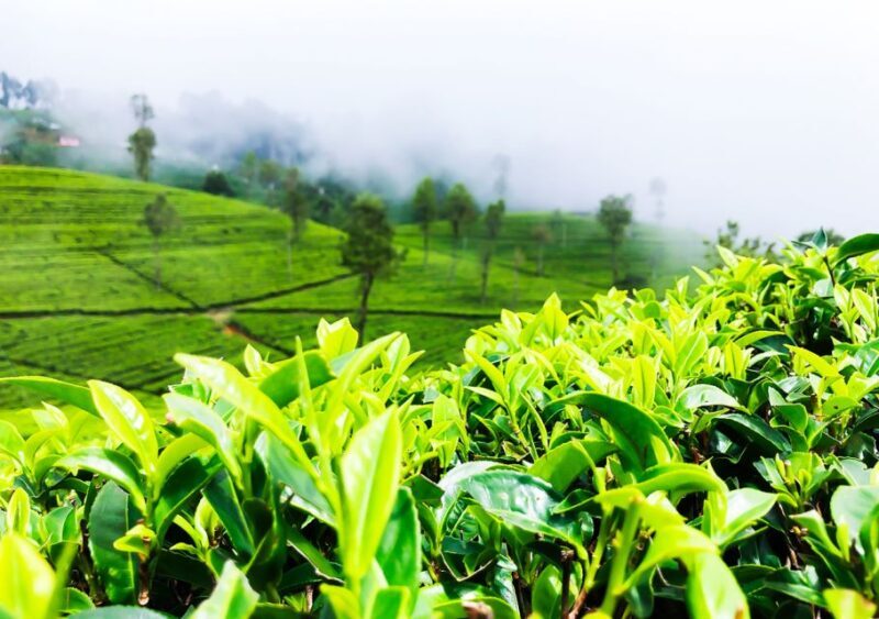 Explore Countryside of Nuwara Eliya by Tuk-Tuk - Who Should Consider This Tour