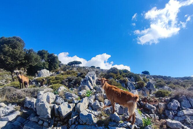 explore-crete-and-feel-like-a-cretan-on-safari-in-creta-island