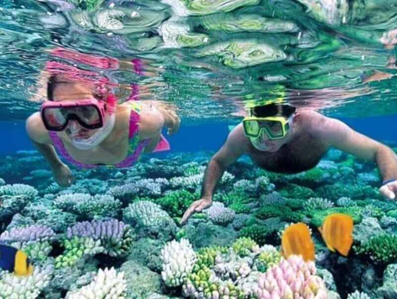 Explore dolphin at Mnemba, Jozani and Kuza Cave - What to Expect from This Full-Day Zanzibar Tour
