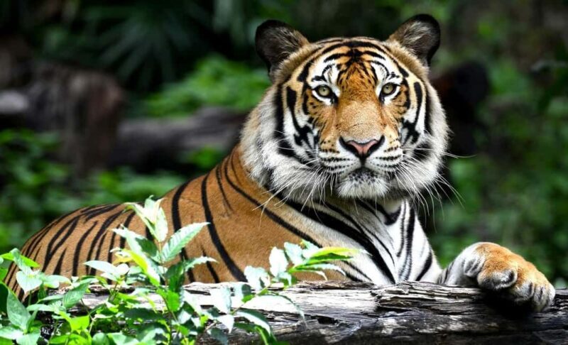 Explore Golden Triangle Tour With Ranthambore Safari 7 Days - Practical Insights