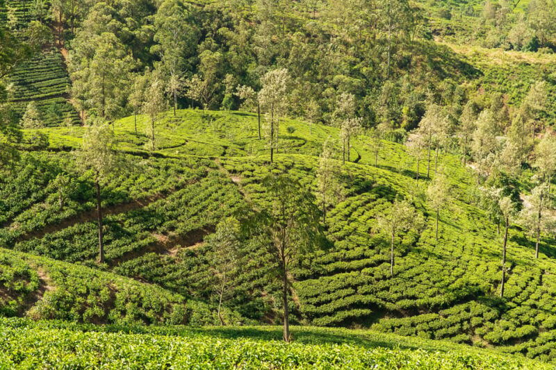 explore-great-sri-lanka-with-tourist-hot-spots-in-6-days