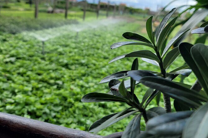 Explore Hoi An ancient town and local villages with a local guide - Final Thoughts