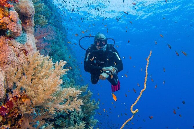 Explore Hurghada Two Thrilling Boat Dives for Certified Divers - Introduction