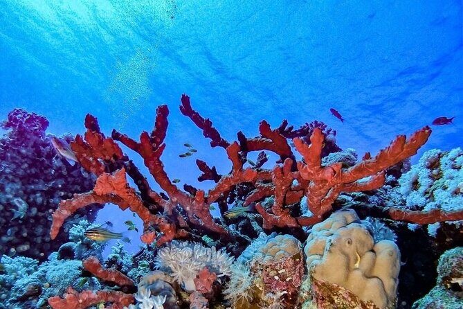 Explore Hurghada Two Thrilling Boat Dives for Certified Divers - Who Should Book This Tour?