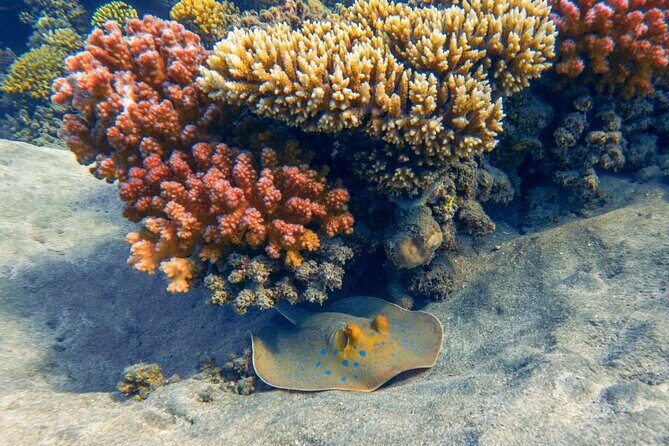 Explore Hurghada Two Thrilling Boat Dives for Certified Divers - The Sum Up