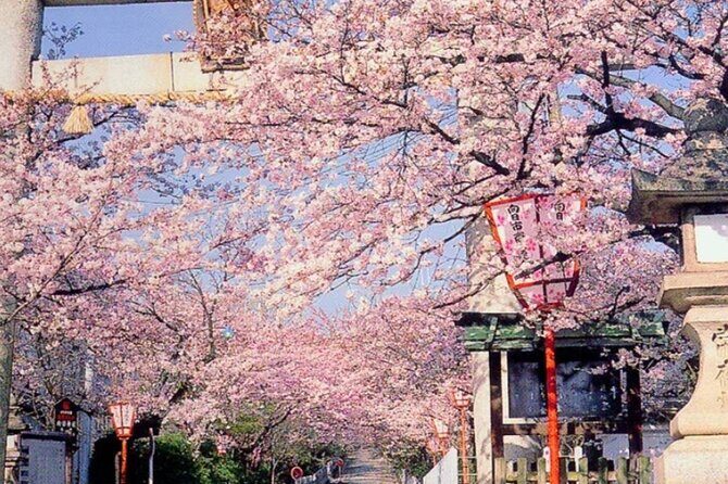 Explore Japan in 7 Days Cherry Blossom Tour 2026 - Transportation and Logistics: Why They Matter