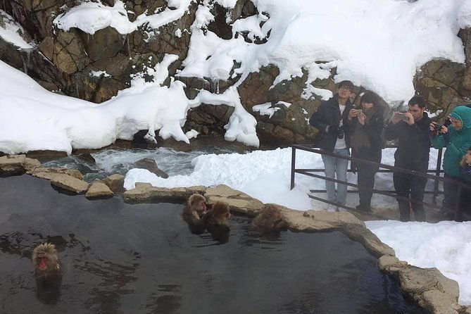 explore-jigokudani-snow-monkey-park-with-a-local-guide