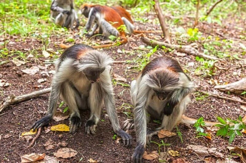 Explore Jozani Forest and Zanzibar Spice Farm - Key Points