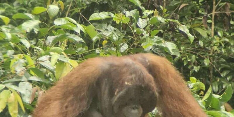 explore-jungle-in-borneo-and-orangutan-kelotok-tour-3d-2n