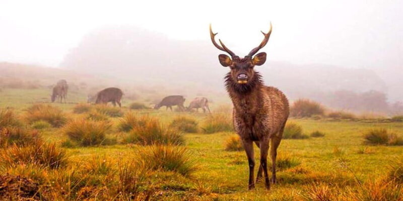 Explore Kandy & Nuwara Eliya in 2 days - Key Points