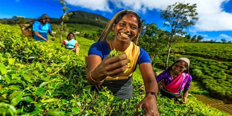 Explore Kandy & Nuwara Eliya in 2 days - Who Would Love This Tour?