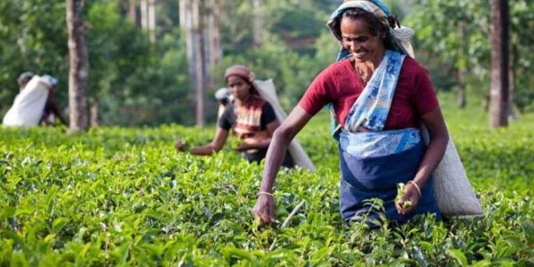 explore-kandy-pinnawala-and-tea-plantation-from-kandy