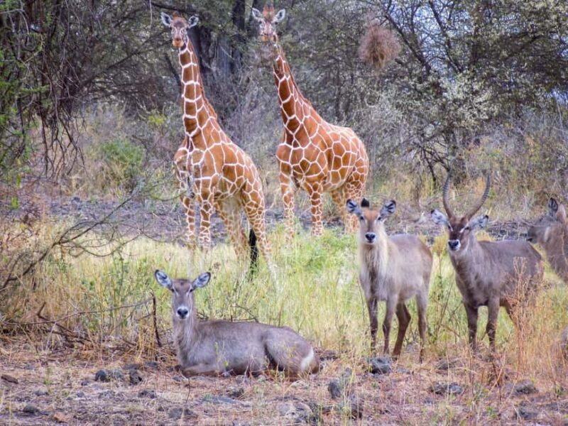 Explore Kenya: 7-Day Luxury Safari & Balloon Experience Tour - Key Points