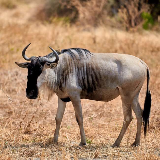 Explore Kenya: 7-Day Luxury Safari & Balloon Experience Tour - Accommodations: Comfort Meets Authenticity
