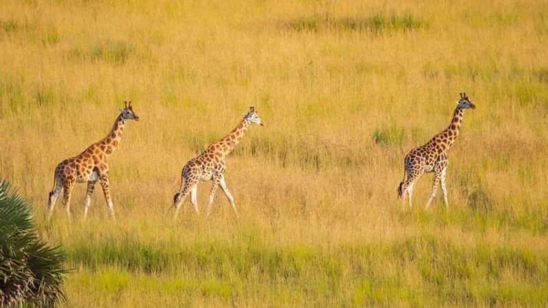 Explore Kenya: 7-Day Luxury Safari & Balloon Experience Tour - The Value of the Tour
