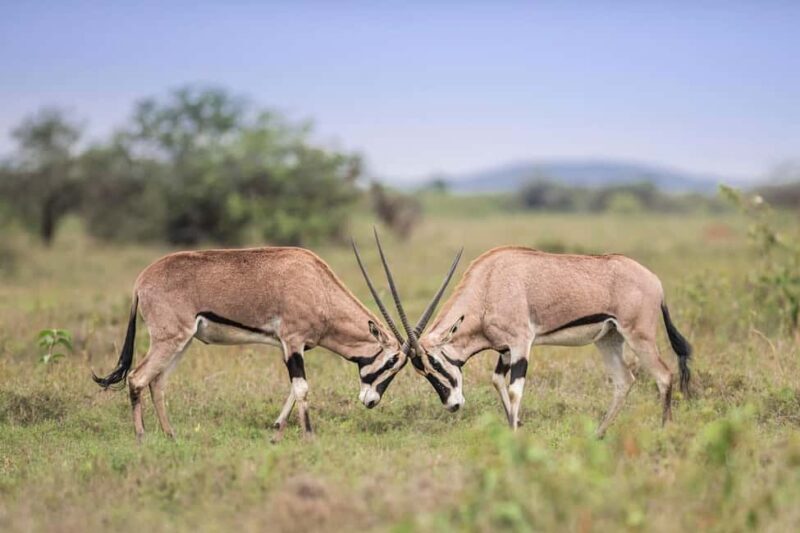 Explore Kenya: 7-Day Luxury Safari & Balloon Experience Tour - The Sum Up