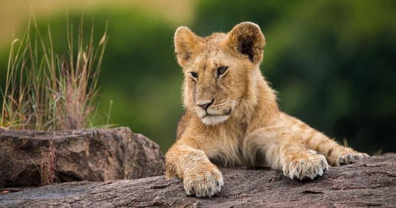 Explore Kenya: Samburu, Masai Mara & Amboseli in 9 Days Tour - Introduction to the Kenya Safari Experience