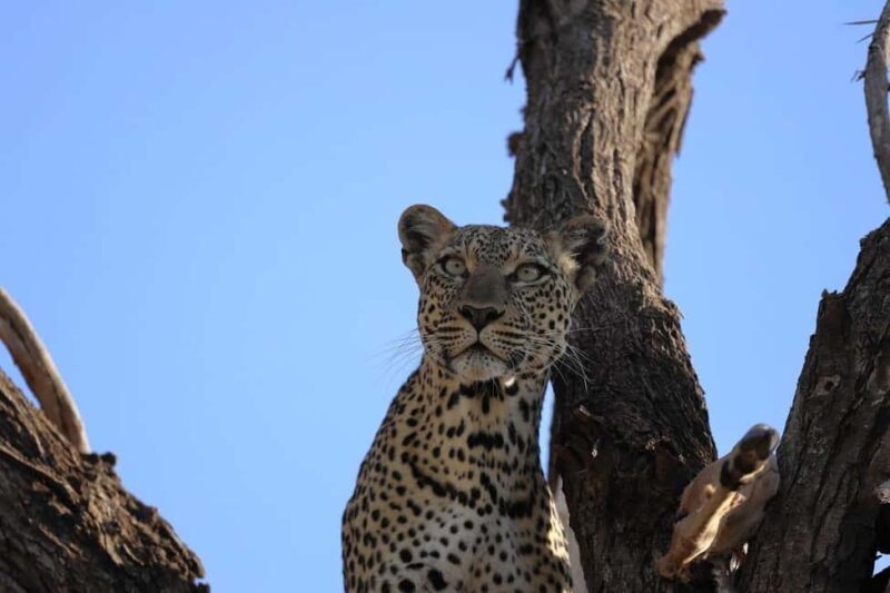 Explore Kenya: Samburu, Masai Mara & Amboseli in 9 Days Tour - Who Would Love This Tour?