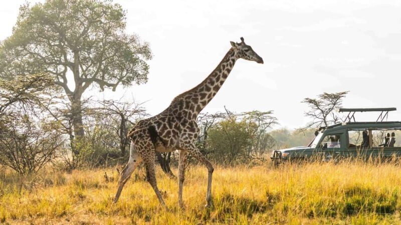 Explore Kenya's Big Five 6-Day Ol Pejeta, Nakuru & Mara Tour - Exploring Kenya’s Big Five: A 6-Day Adventure with Jossec Safaris