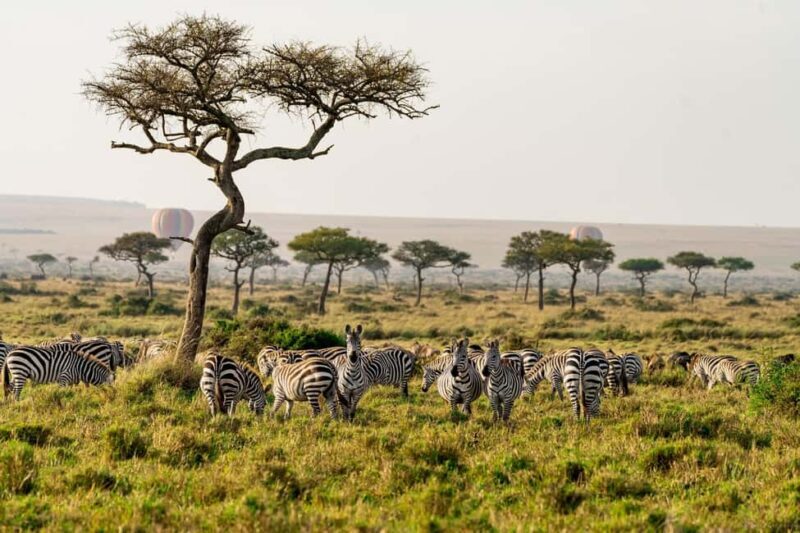 Explore Kenya's Big Five 6-Day Ol Pejeta, Nakuru & Mara Tour - Key Points