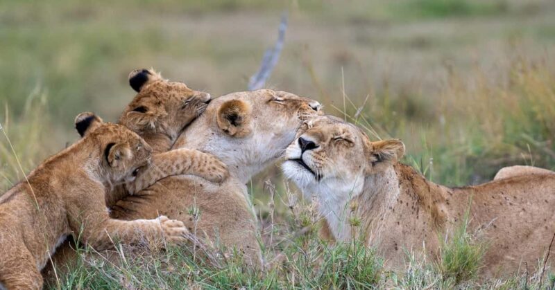 Explore Kenya's Big Five 6-Day Ol Pejeta, Nakuru & Mara Tour - Each Stop: Why It Matters