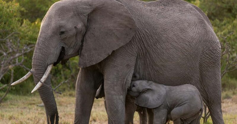 Explore Kenya's Big Five 6-Day Ol Pejeta, Nakuru & Mara Tour - Accommodation: Comfort Meets Authenticity