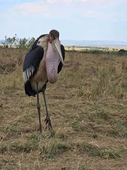 Explore Kenya's Big Five 6-Day Ol Pejeta, Nakuru & Mara Tour - The Experience in Review