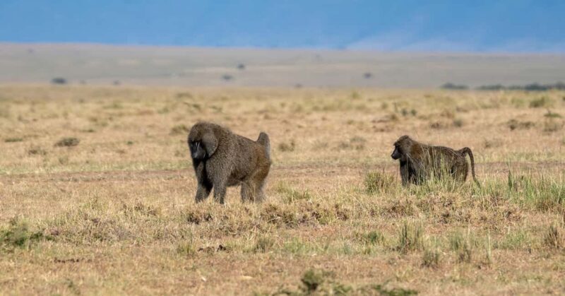Explore Kenya's Big Five 6-Day Ol Pejeta, Nakuru & Mara Tour - Who Should Consider This Tour?