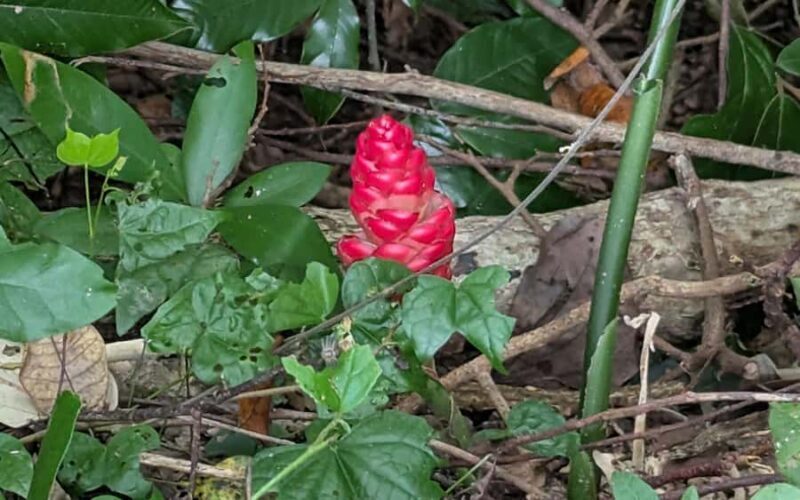 Explore Kep town & the national park hiking include lunch - Key Points