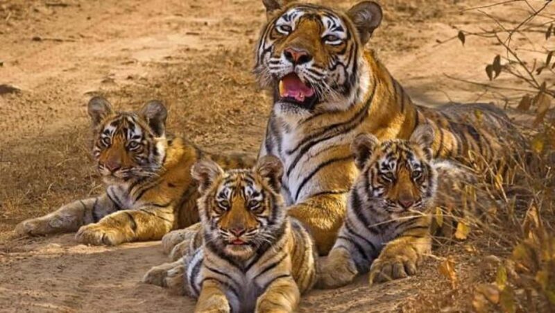 Explore Khajuraho & Panna: 3-Day Delhi Train Safari Trip - Introduction