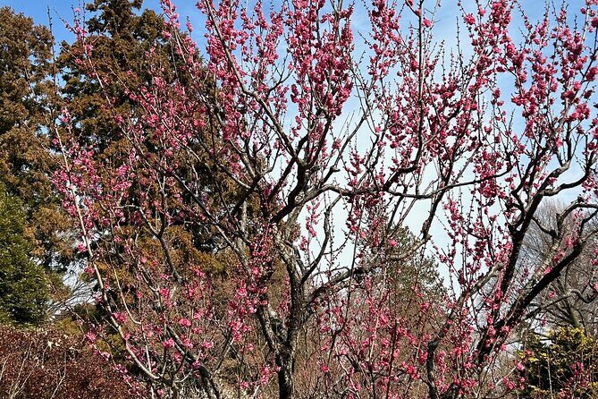 Explore Kichijoji International Anime Film Festival & Guided Tour - Final Thoughts