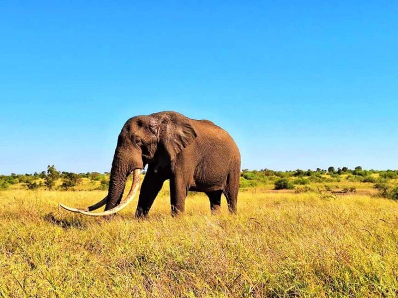 Explore Kruger Park & Sabi Sands for 4 Days & 3 Nights - Key Points
