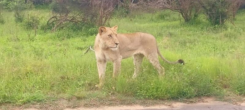 Explore Kruger Park & Sabi Sands for 4 Days & 3 Nights - An Authentic South African Safari: What to Expect
