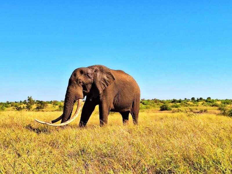 explore-kruger-park-sabi-sands-for-4-days-3-nights
