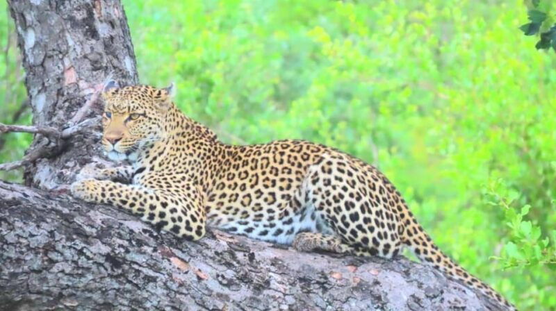 explore-kruger-park-sabi-sands-for-4-days-3-nights