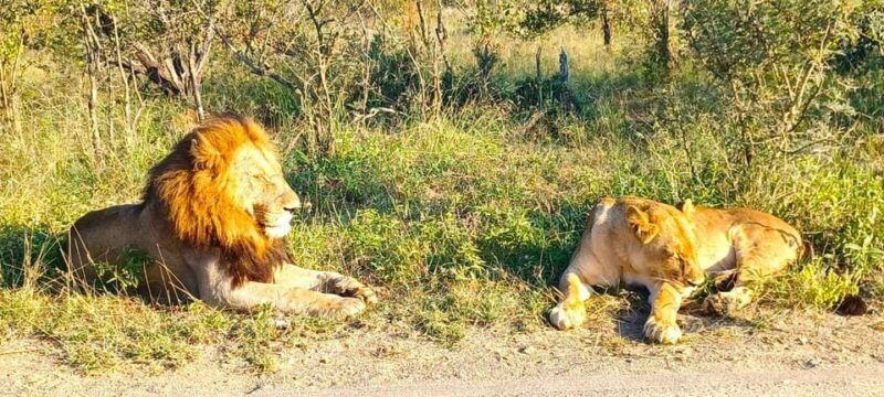 explore-kruger-park-sabi-sands-for-4-days-3-nights