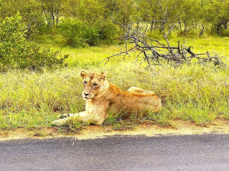 explore-kruger-park-sabi-sands-for-4-days-3-nights