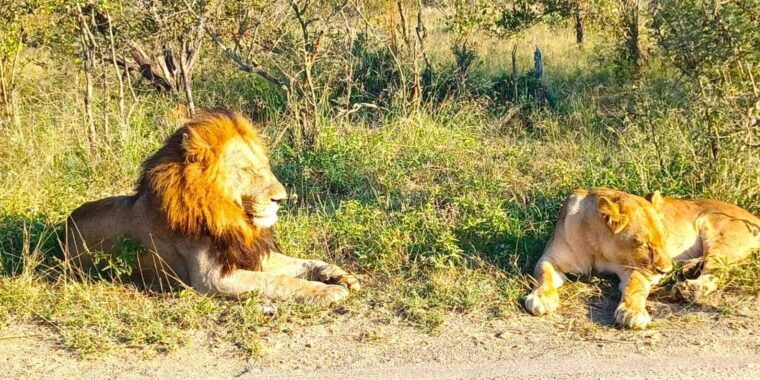explore-kruger-park-sabi-sands-for-4-days-3-nights