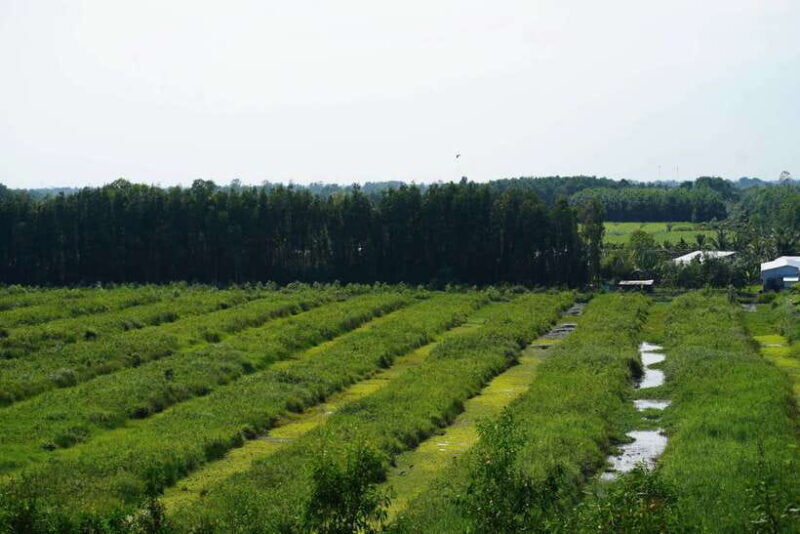 Explore Lung Ngoc Hoang in Hau Giang - Discovering Lung Ngoc Hoang: A Natural and Cultural Gem