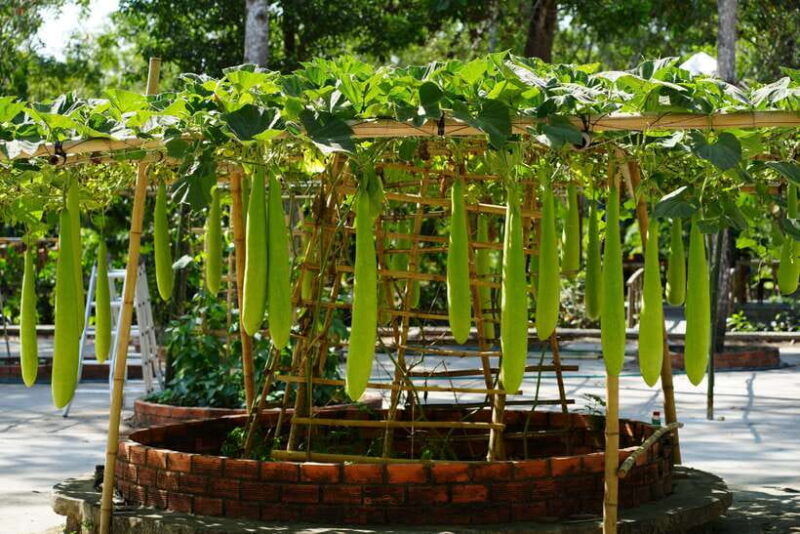 Explore Lung Ngoc Hoang in Hau Giang - Who Will Love This Tour?