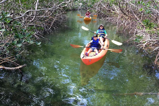 Explore Mangrove Creeks with an All Day SUP/single kayak Rental - Why We Love This Experience