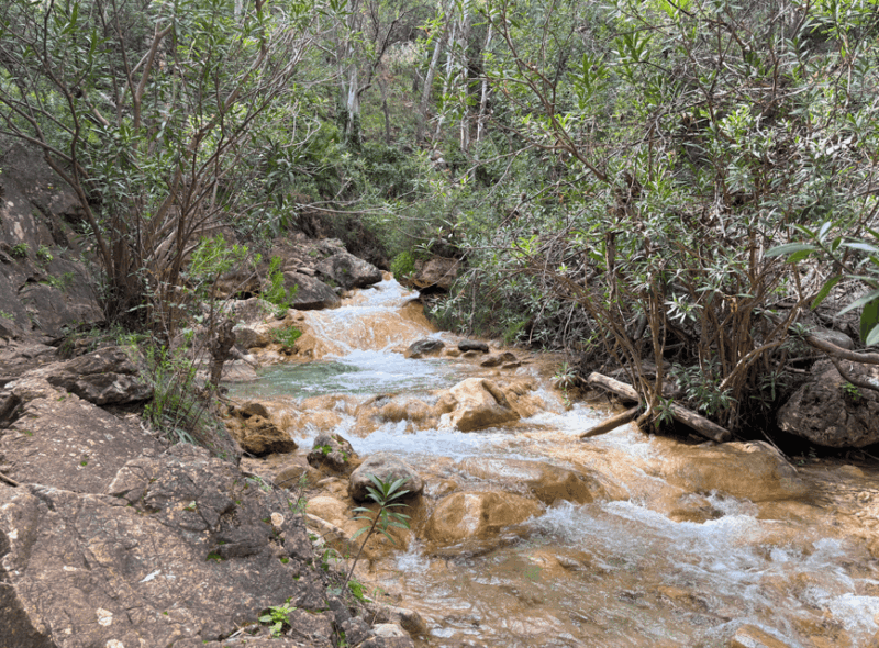 explore-marbellas-nature-guided-hiking-and-foraging-trip